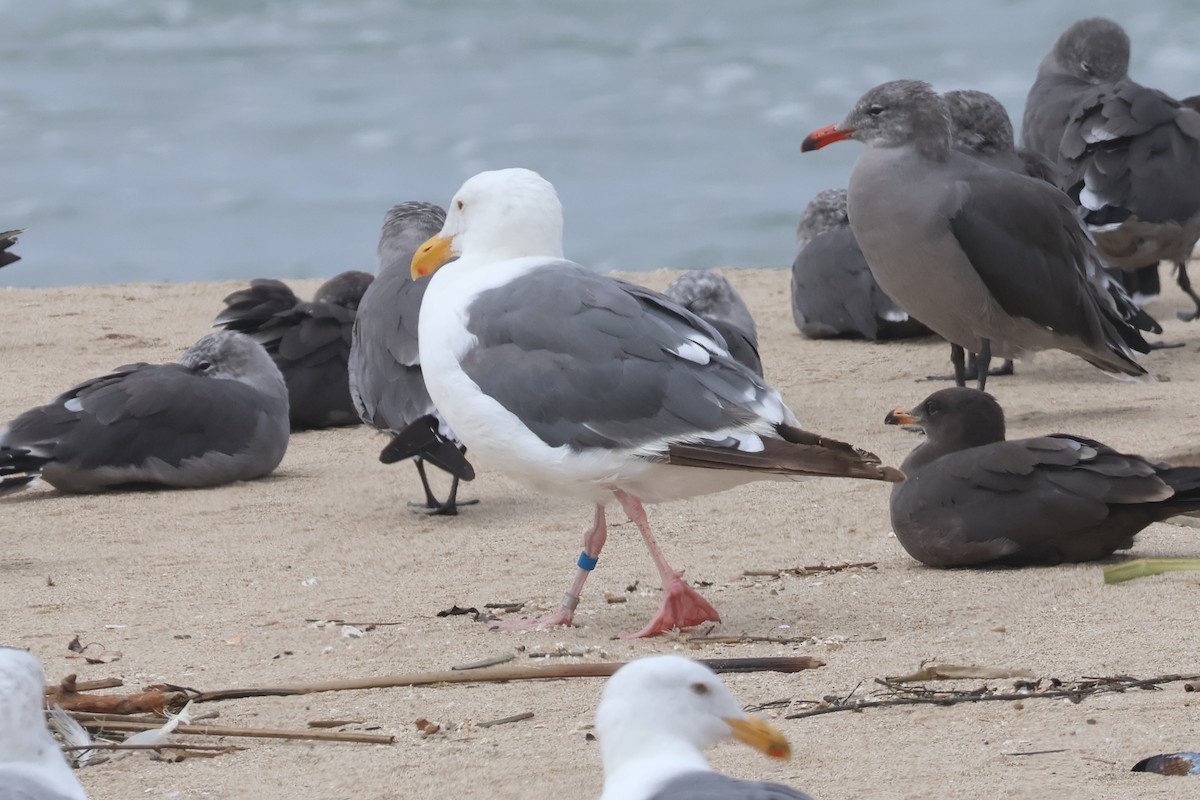 Western Gull - ML622829641