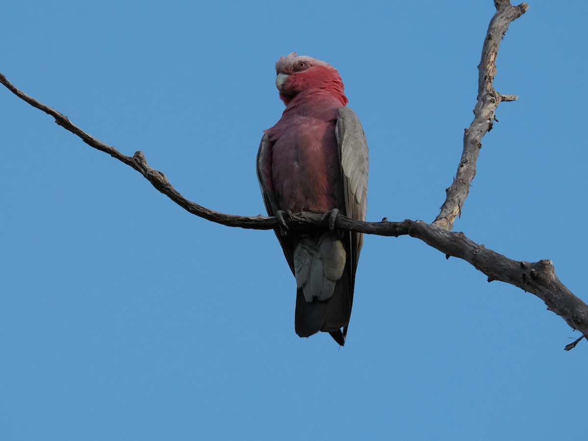 Galah - ML622829653