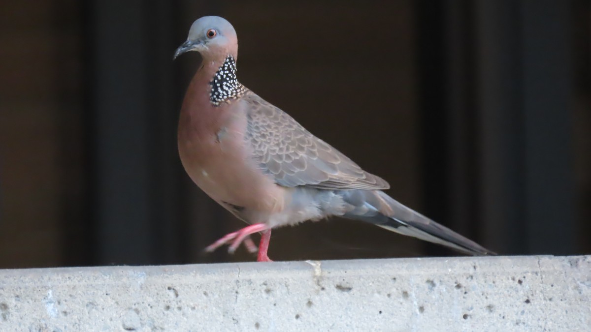 Spotted Dove - Oliver  Komar