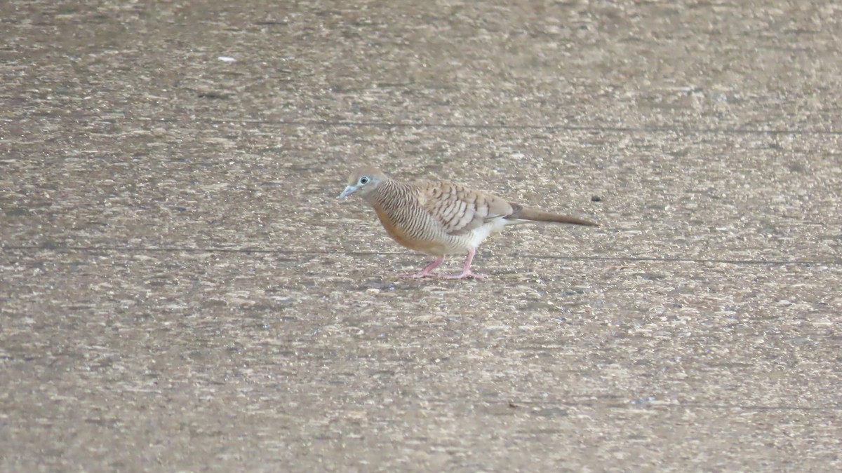 Zebra Dove - Oliver  Komar