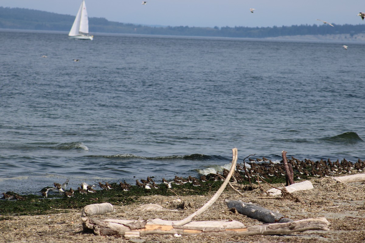 Black Turnstone - ML622829690