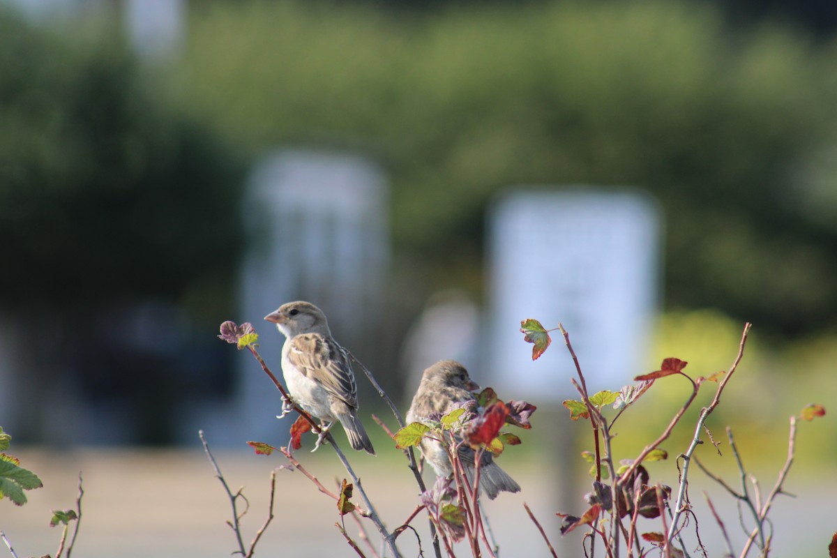 House Sparrow - Carlie Floberg