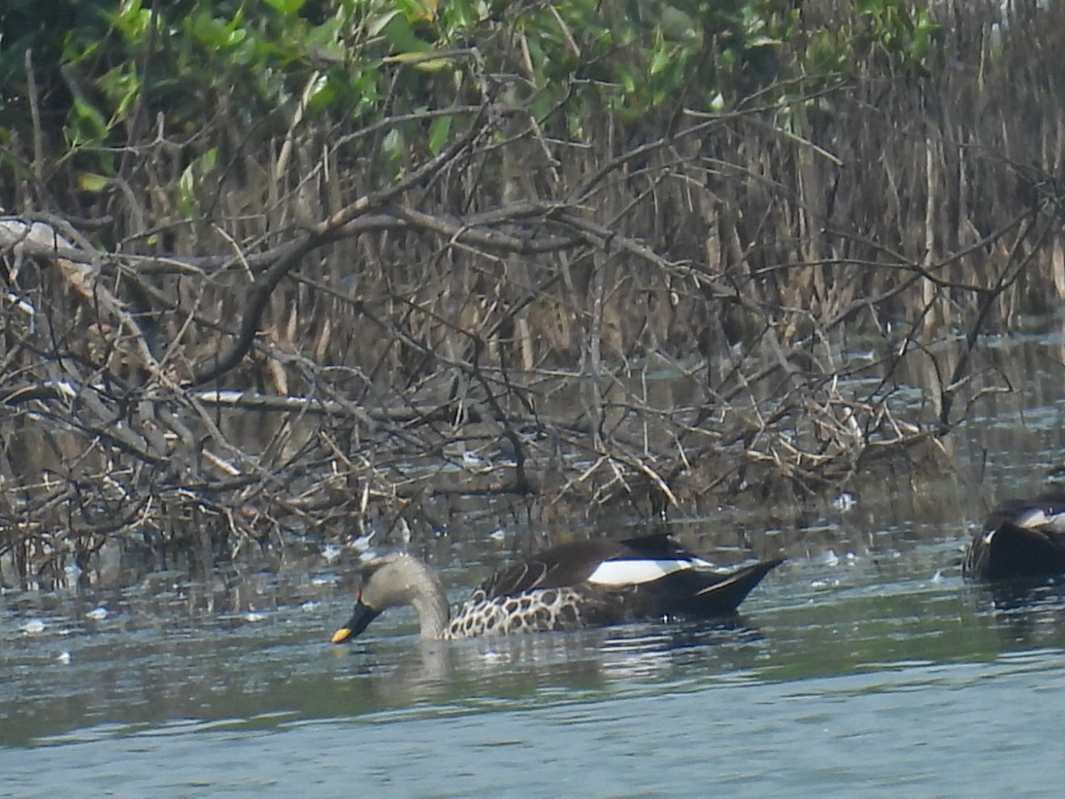 Lesser Whistling-Duck - Vivek Dabral