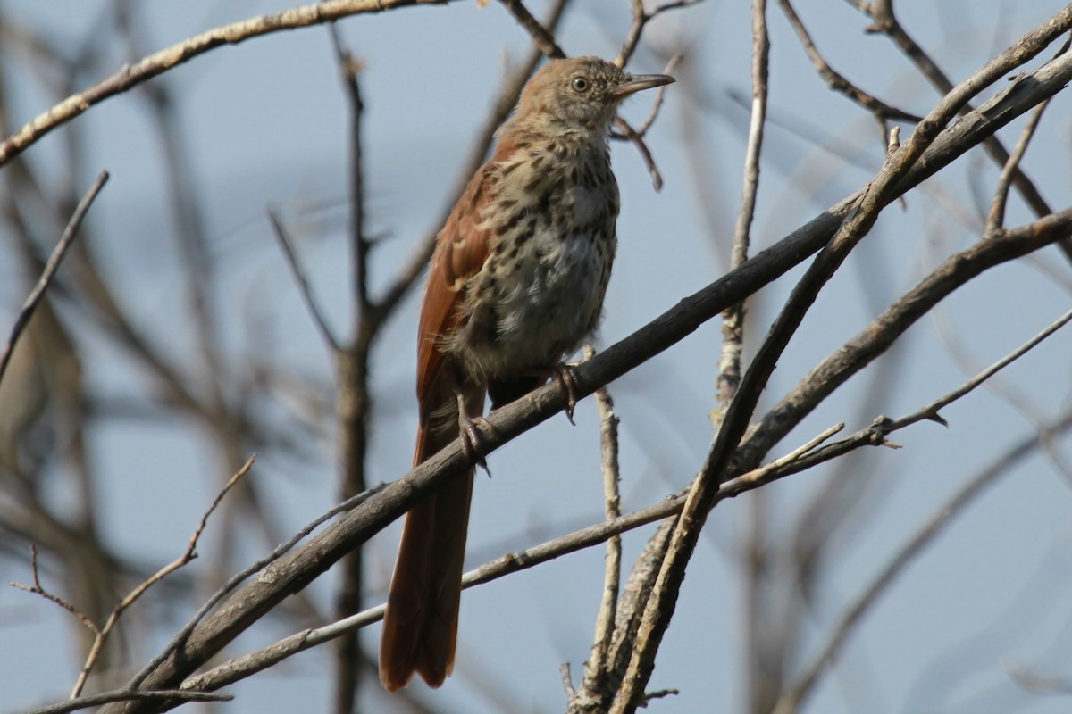 Brown Thrasher - Geoffrey Urwin