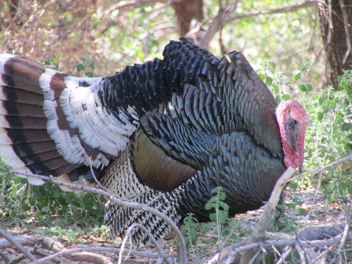 Wild Turkey - ML622829725