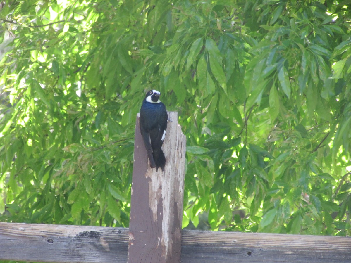 Acorn Woodpecker - Carlie Floberg