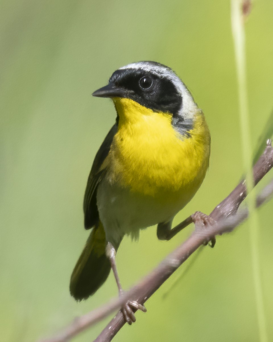 Common Yellowthroat - Kathy Hicks