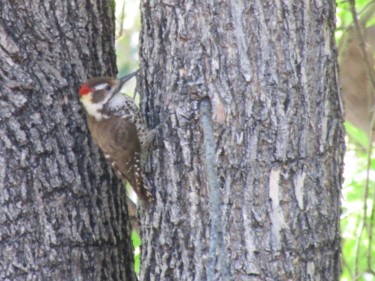 Arizona Woodpecker - ML622829735