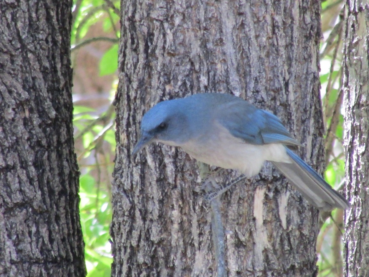 Mexican Jay - ML622829737