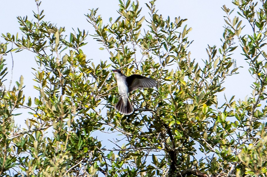 Eastern Kingbird - ML622829738