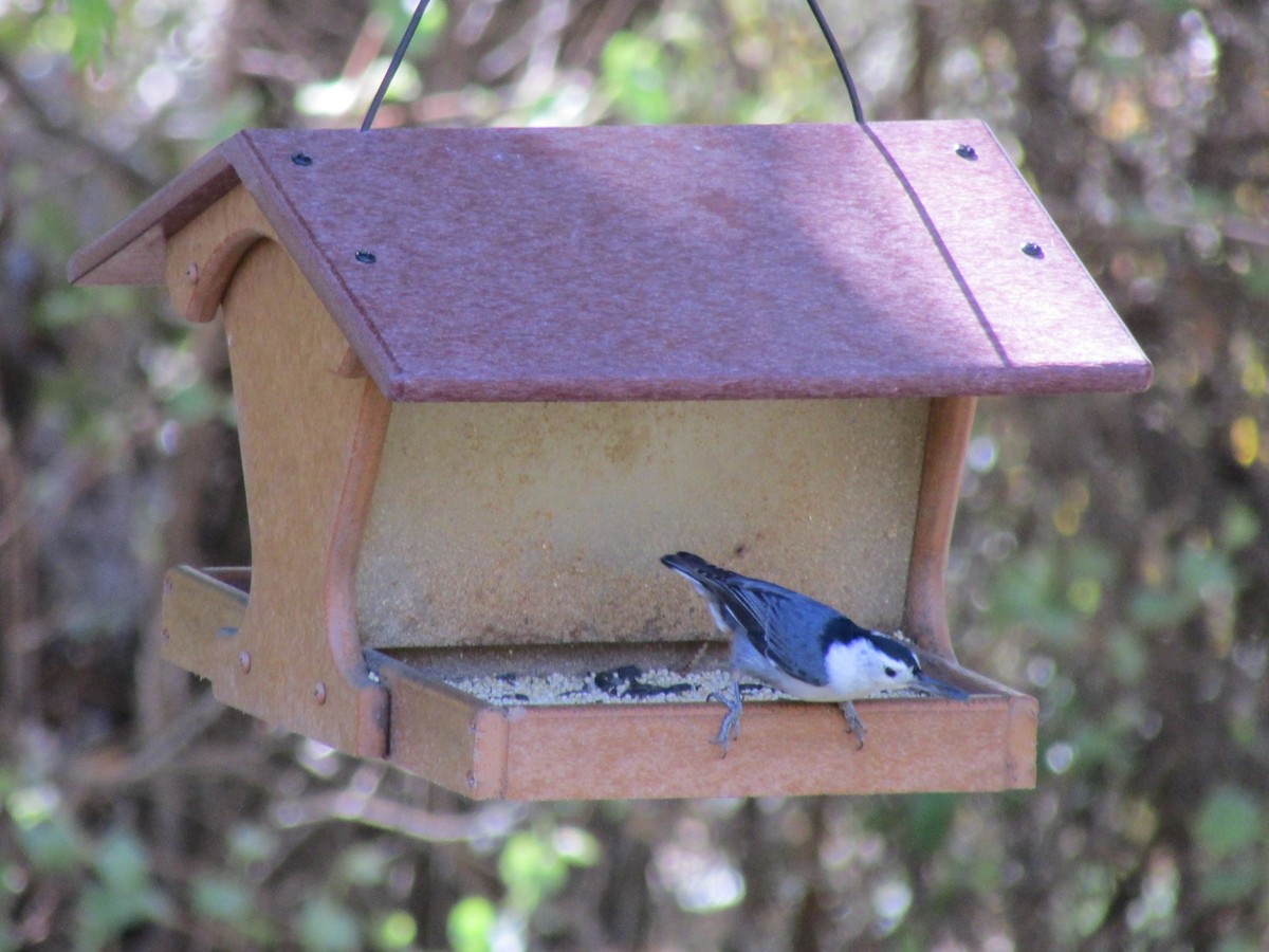 White-breasted Nuthatch - ML622829739