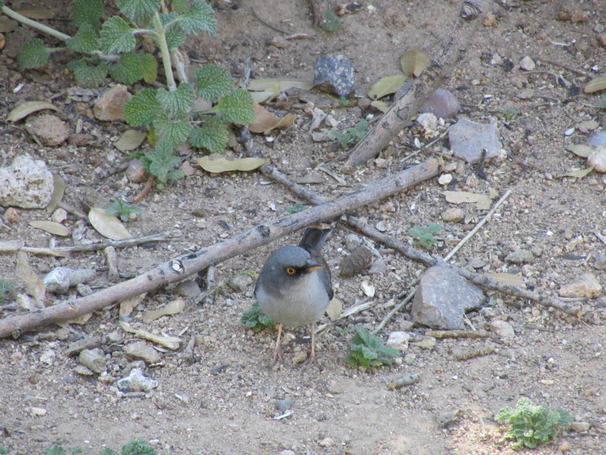 Yellow-eyed Junco - ML622829742