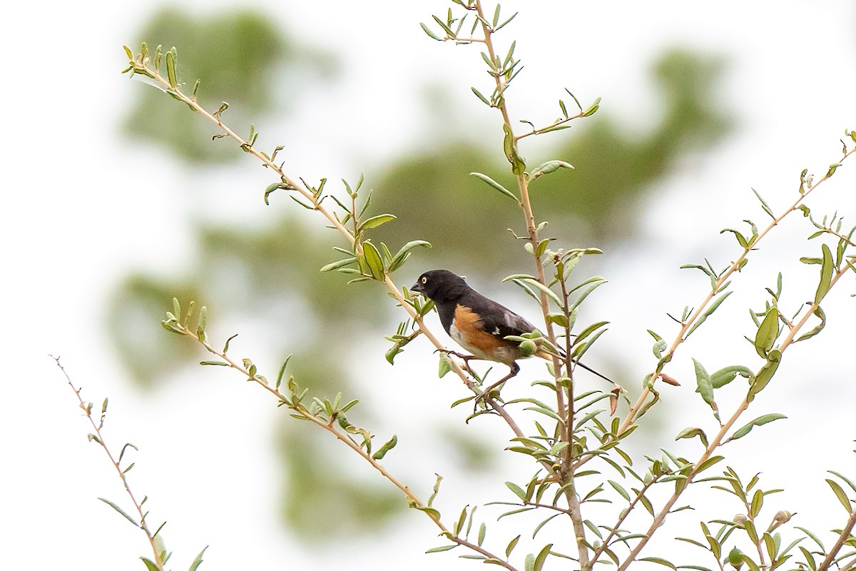 Eastern Towhee - ML622829743