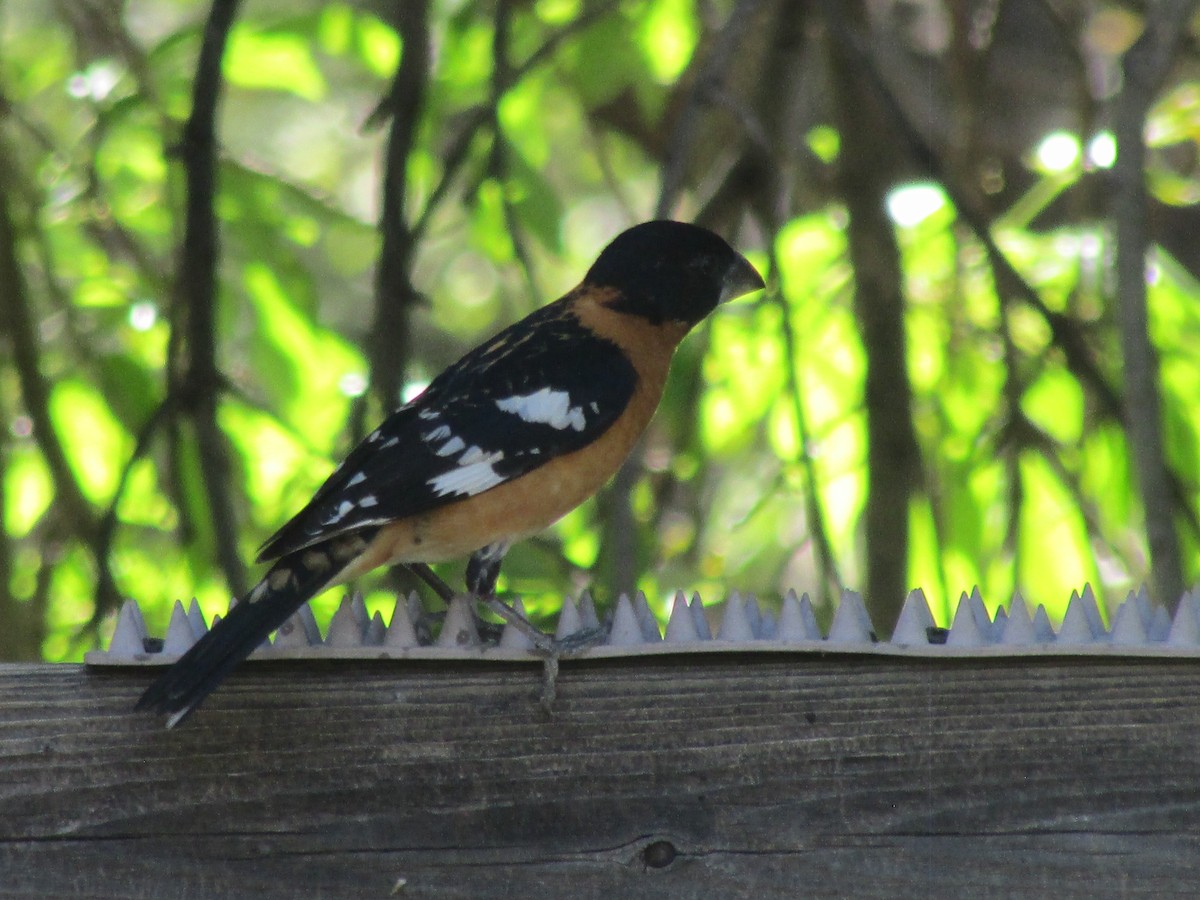 Black-headed Grosbeak - ML622829748