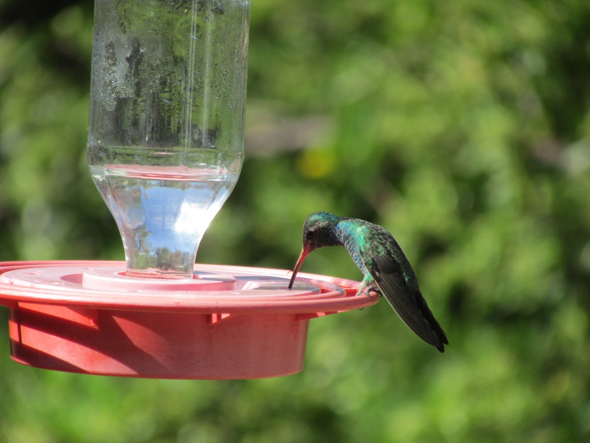 Broad-billed Hummingbird - Carlie Floberg