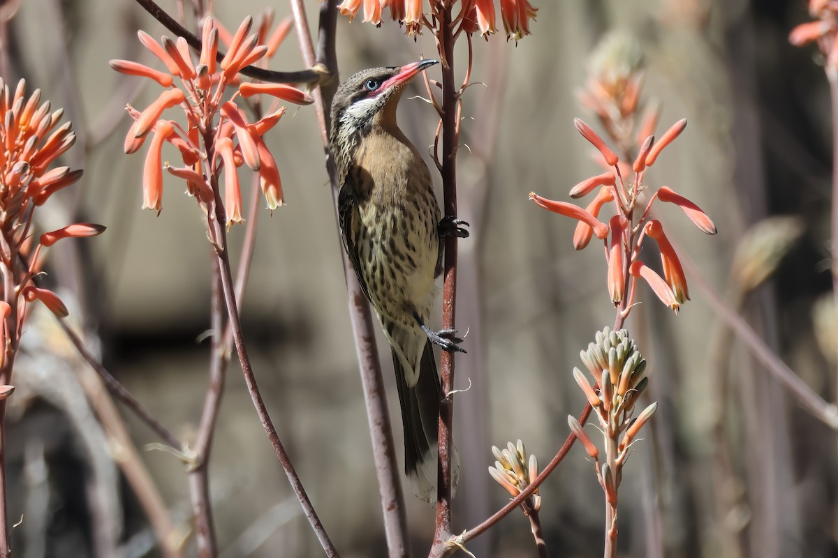 Spiny-cheeked Honeyeater - ML622829756