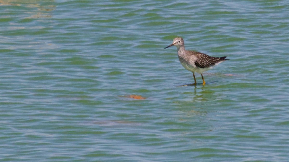 Lesser Yellowlegs - Ed Harper