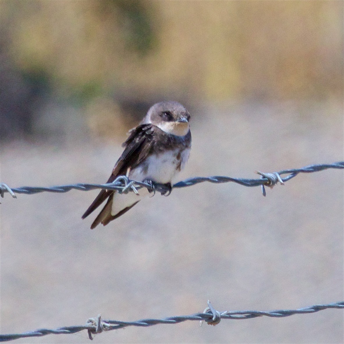 Bank Swallow - Ed Harper