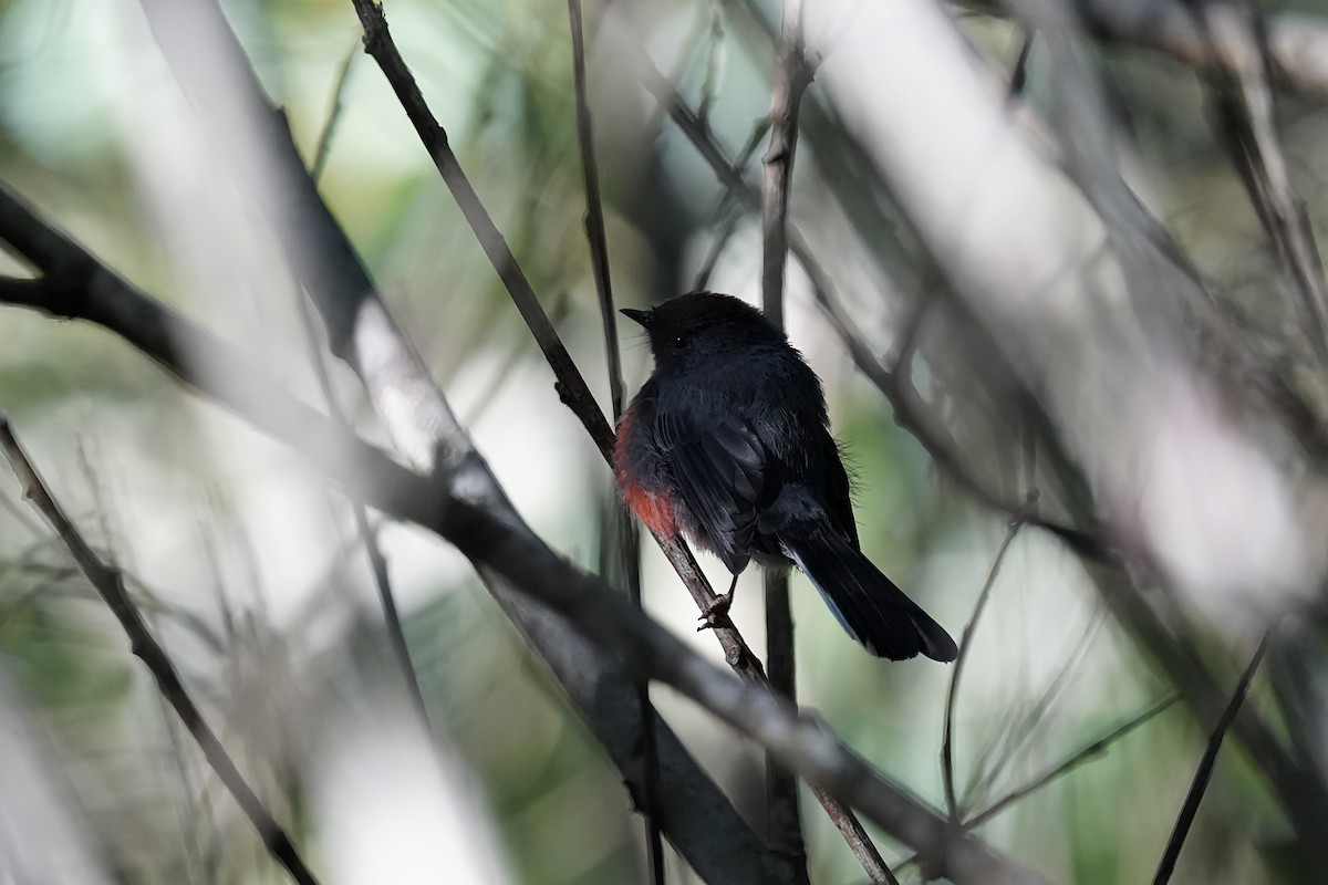 Slate-throated Redstart - ML622829782