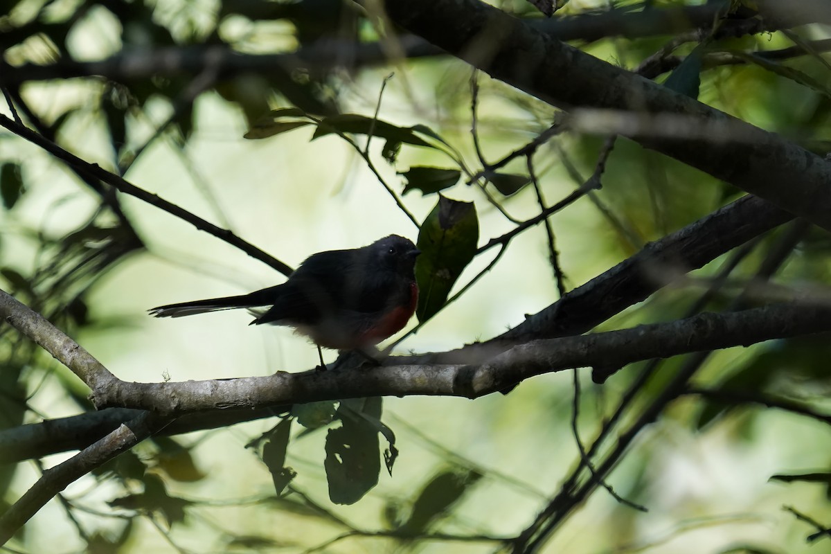 Slate-throated Redstart - ML622829801