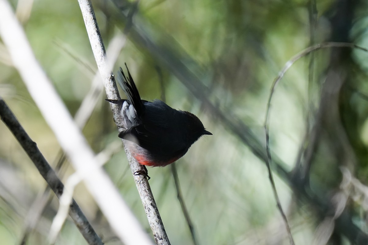 Slate-throated Redstart - ML622829803