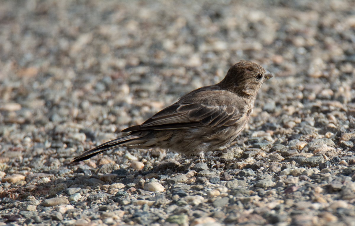 House Finch - Kim Moore