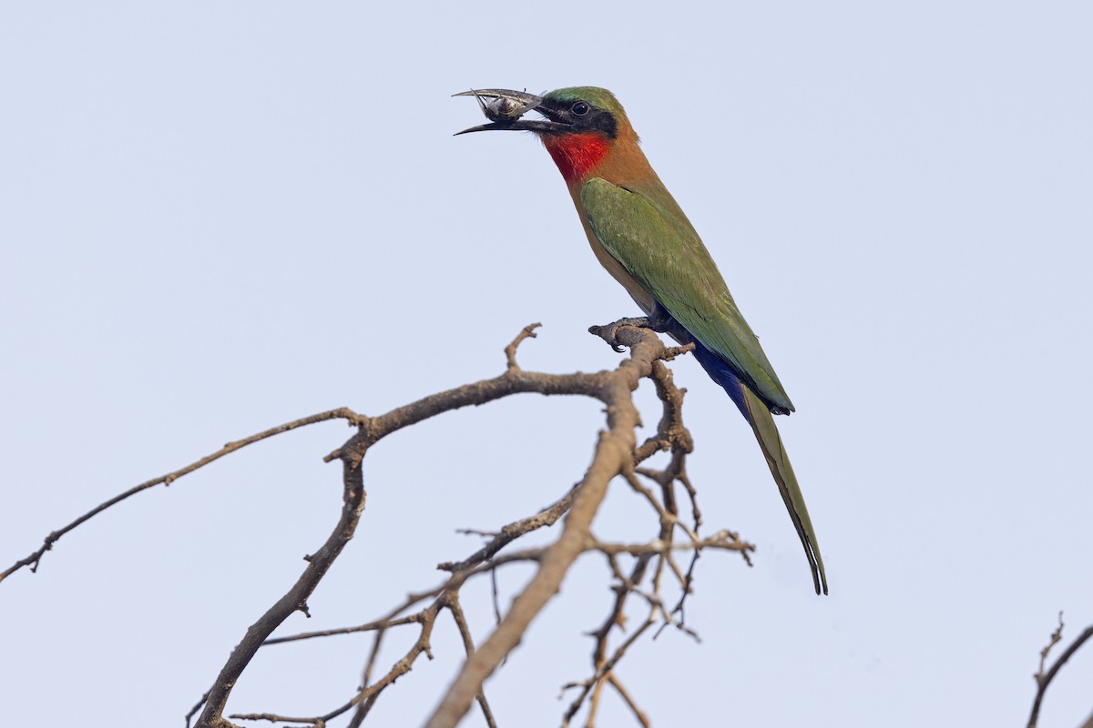 Red-throated Bee-eater - ML622829876