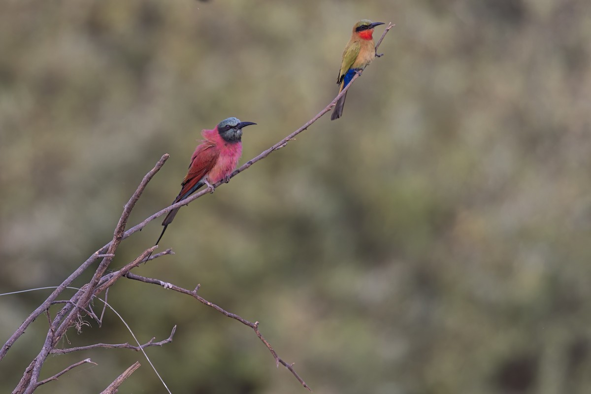 Northern Carmine Bee-eater - ML622829879