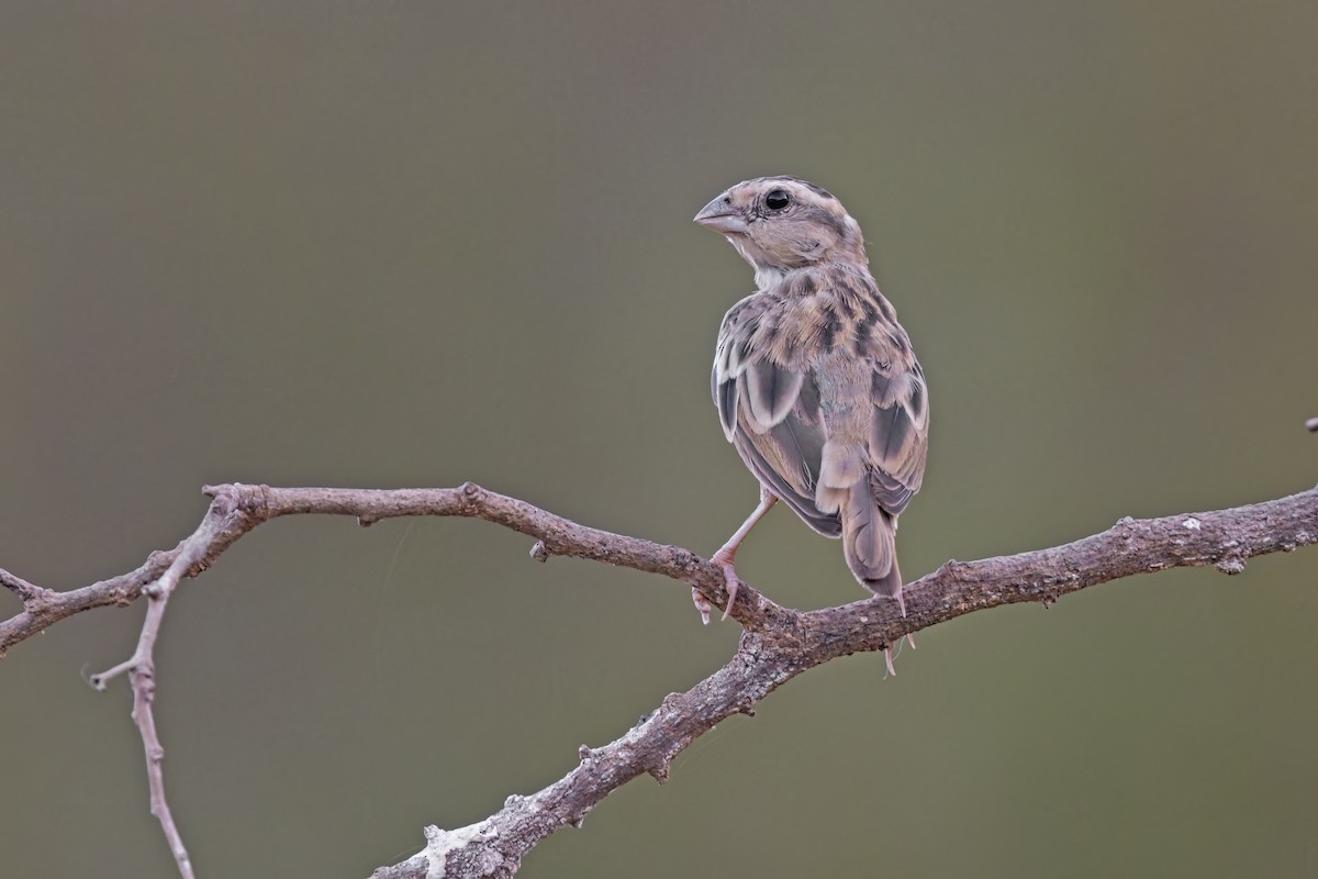 Viuda Senegalesa - ML622829884