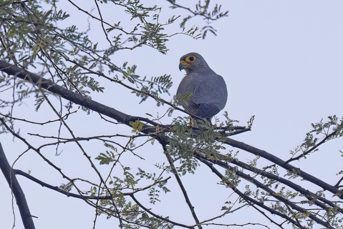 Gray Kestrel - Marco Valentini