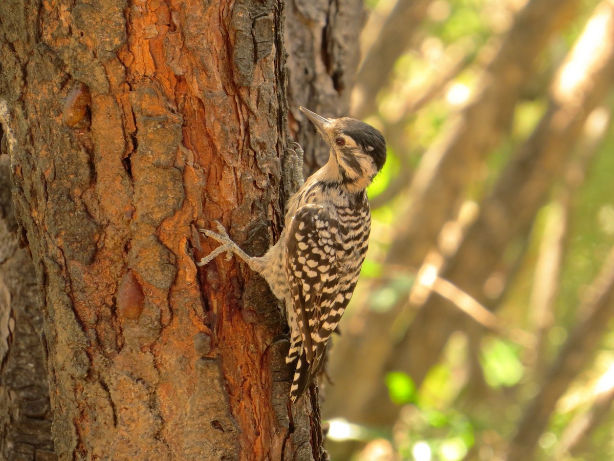 Ladder-backed Woodpecker - ML622829905