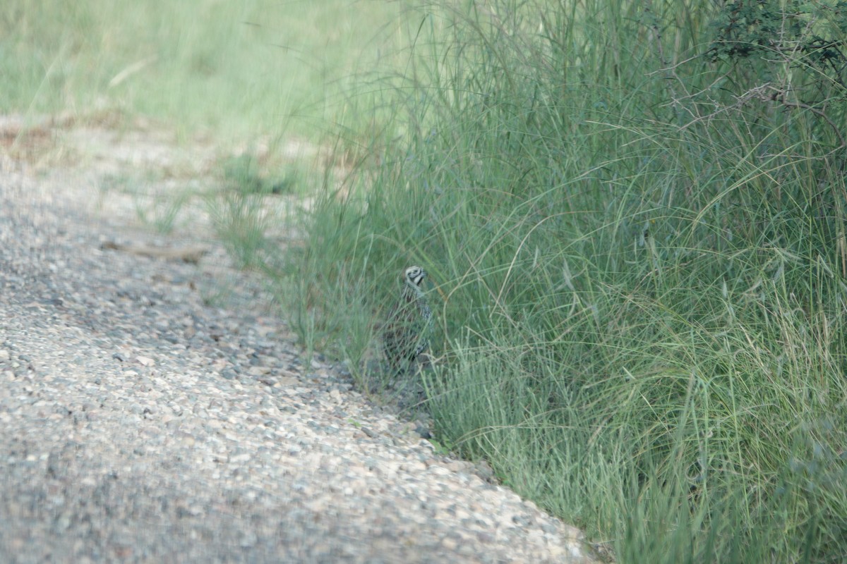 Montezuma Quail - Yvonne Homeyer