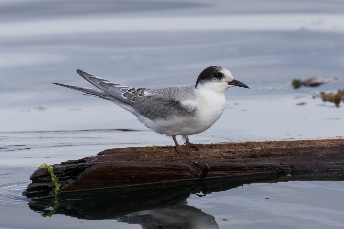 Arctic Tern - ML622829927