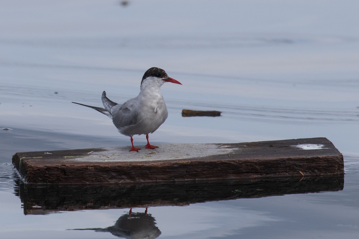 Arctic Tern - ML622829928