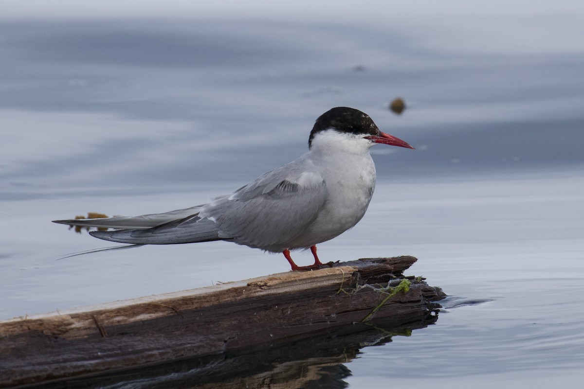 Arctic Tern - ML622829929