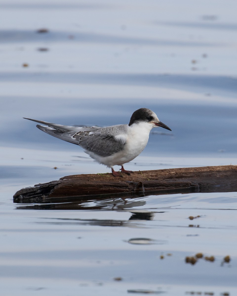 Arctic Tern - ML622829930