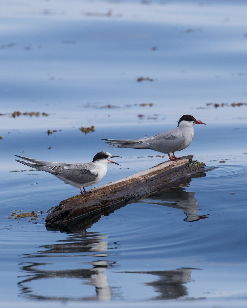 Arctic Tern - ML622829931