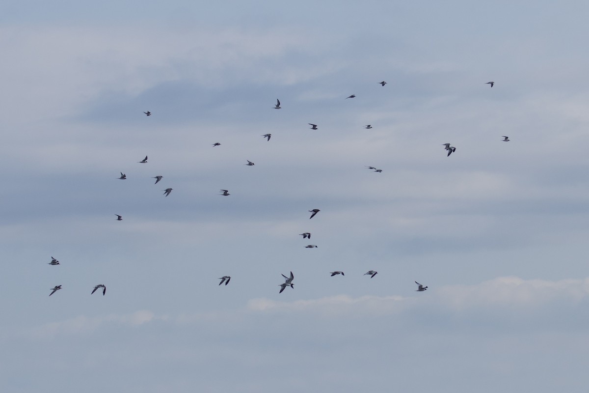 叉尾鷗 - ML622829938