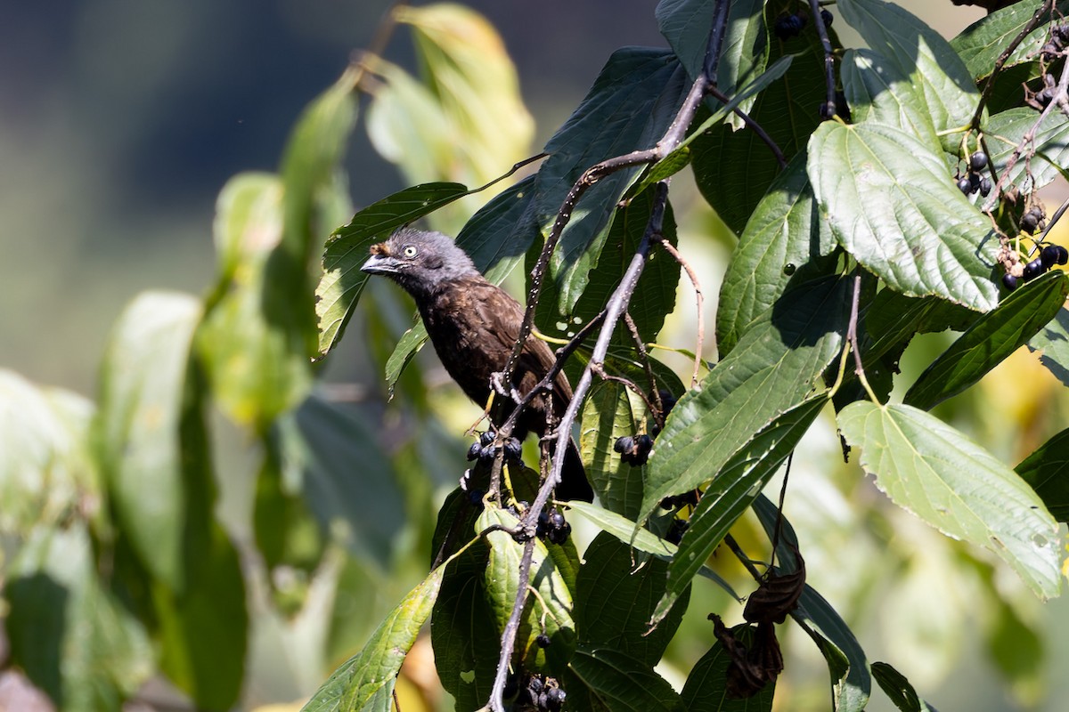 Gray-throated Barbet - ML622829957