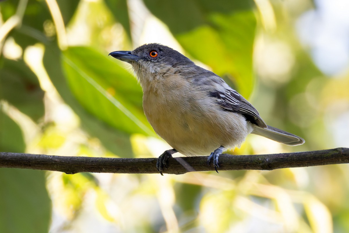 Northern Puffback - ML622829975