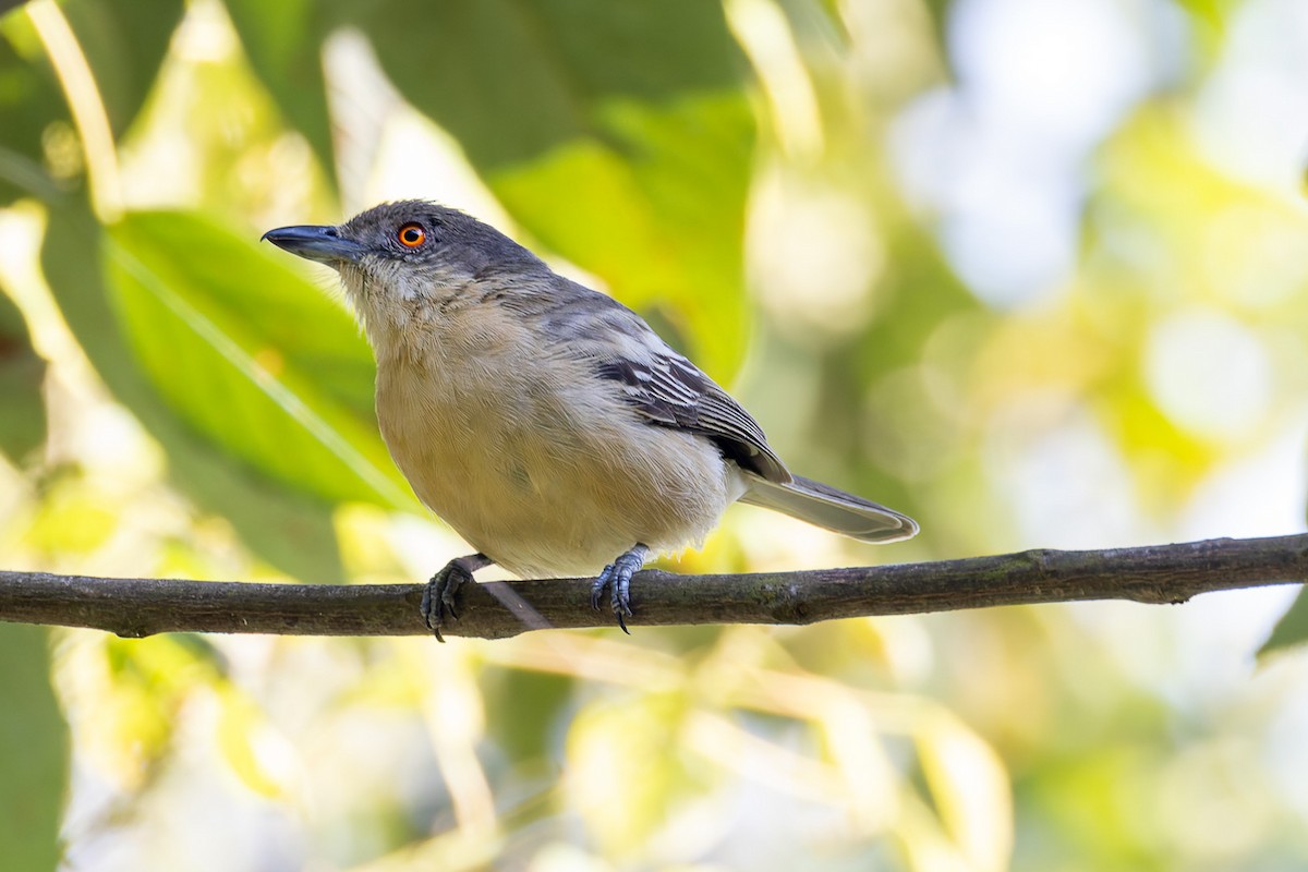 Northern Puffback - ML622829976