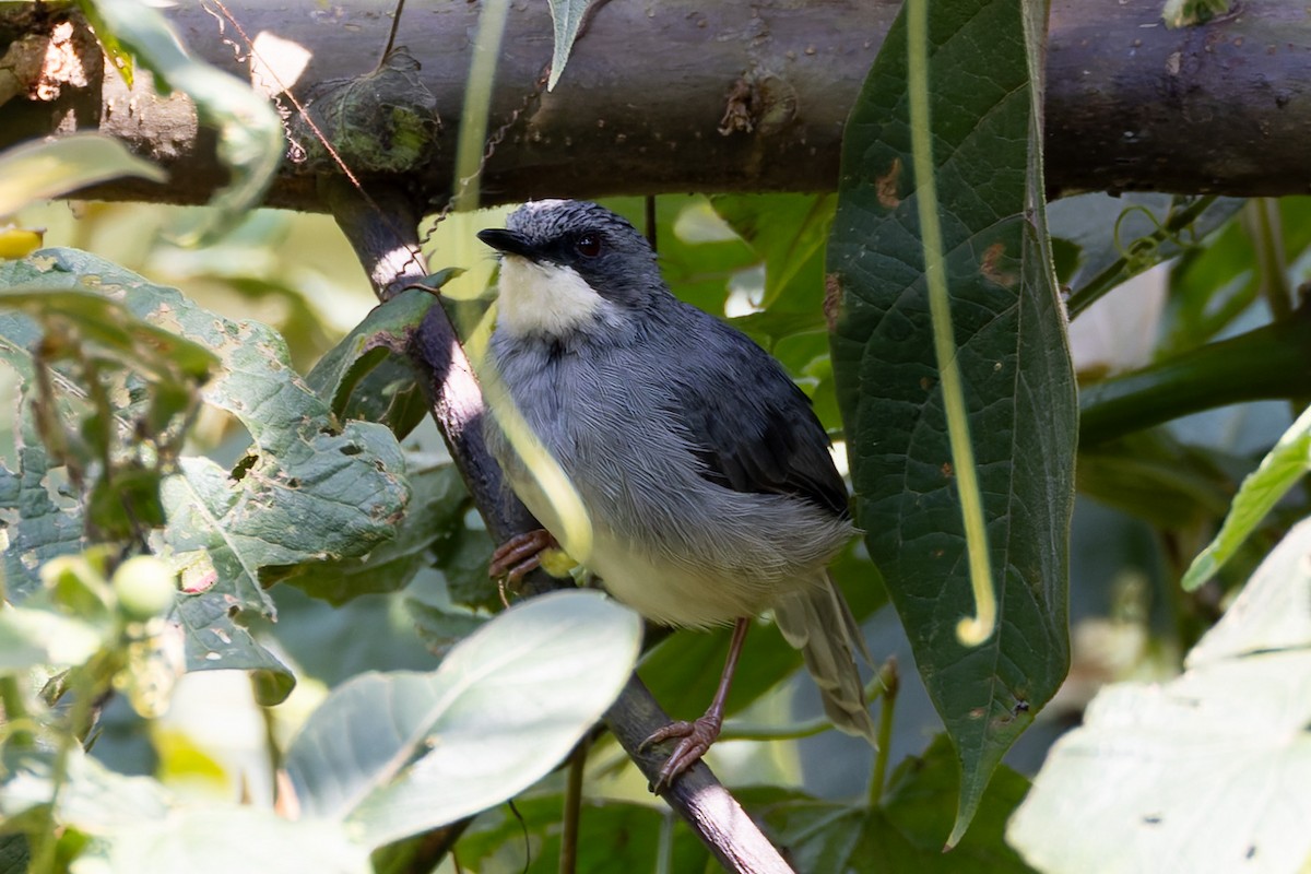 White-chinned Prinia - ML622829980