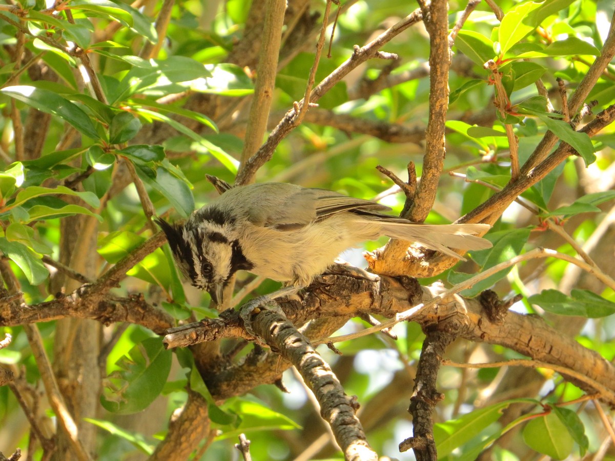 Bridled Titmouse - ML622830000