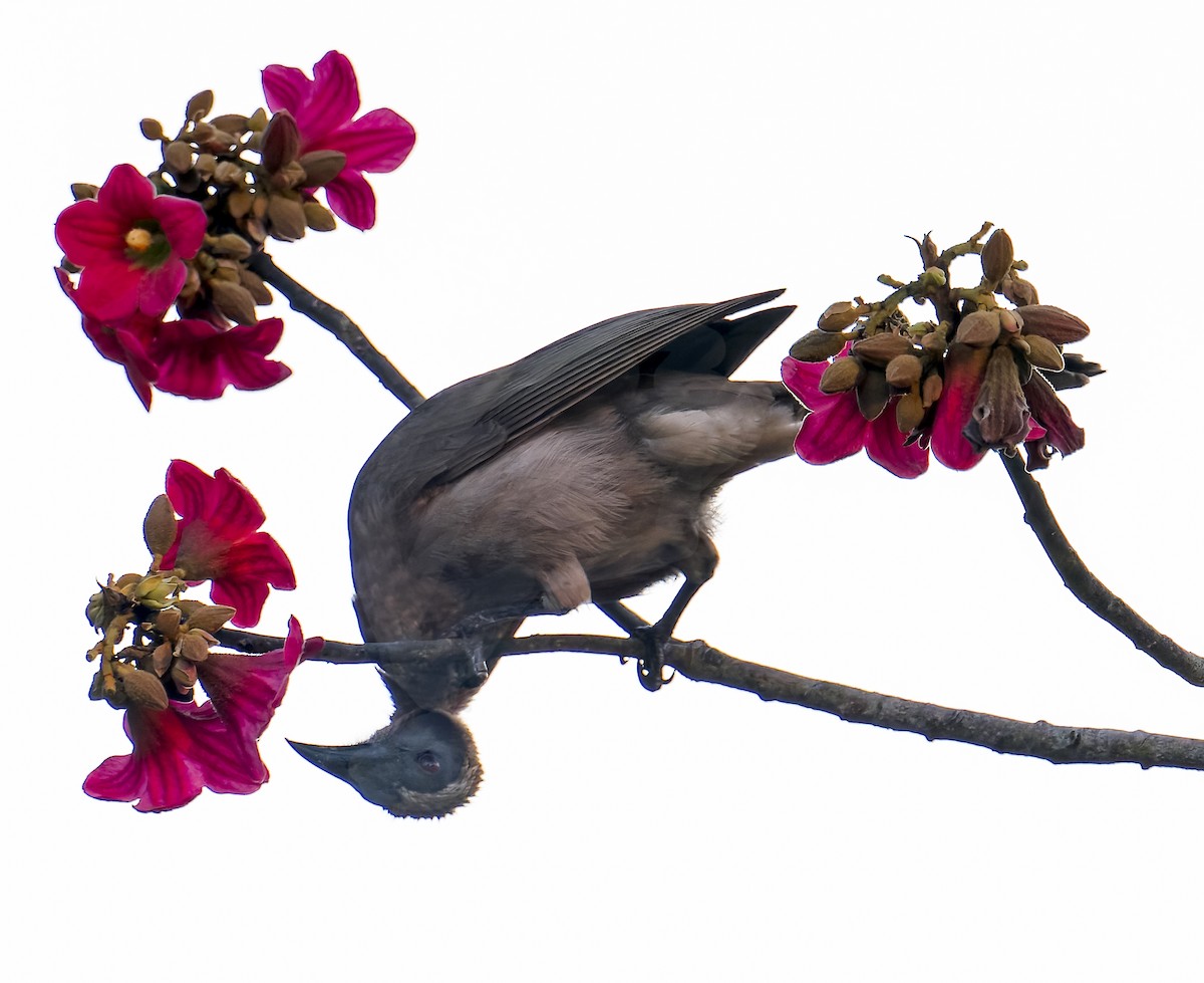 Helmeted Friarbird (Hornbill) - ML622830002