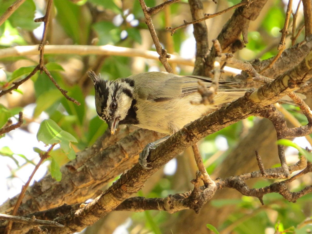 Bridled Titmouse - ML622830014