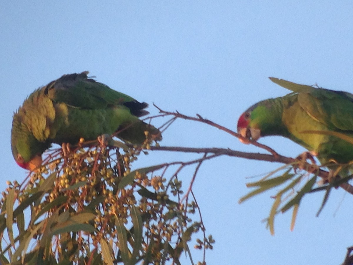 Red-crowned Parrot - ML622830044