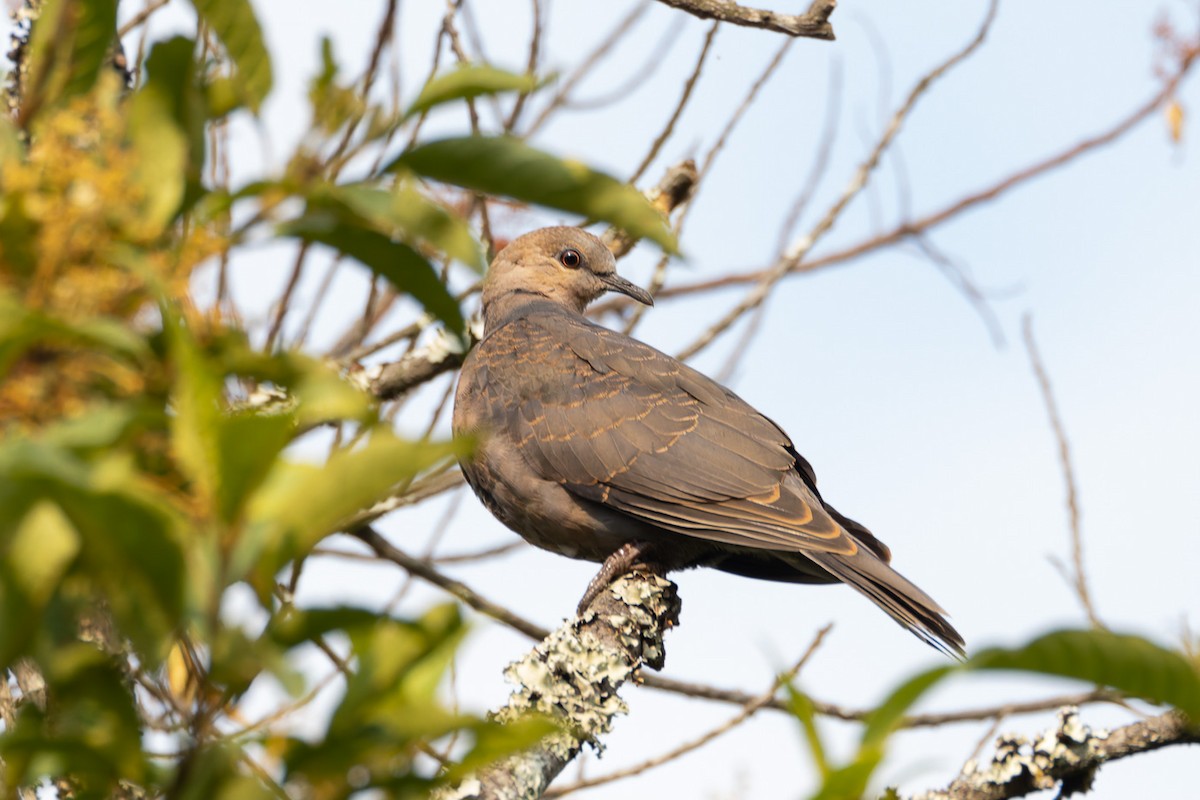 Dusky Turtle-Dove - ML622830078