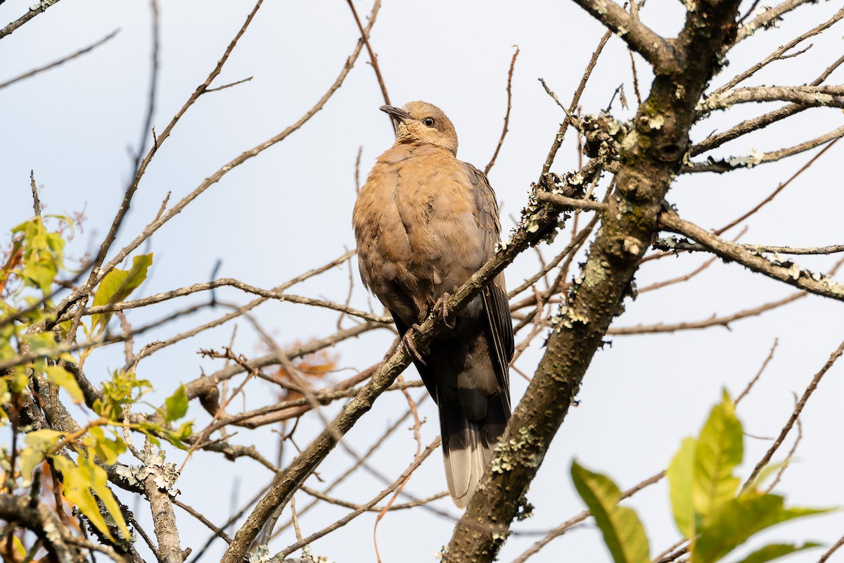 Dusky Turtle-Dove - ML622830079