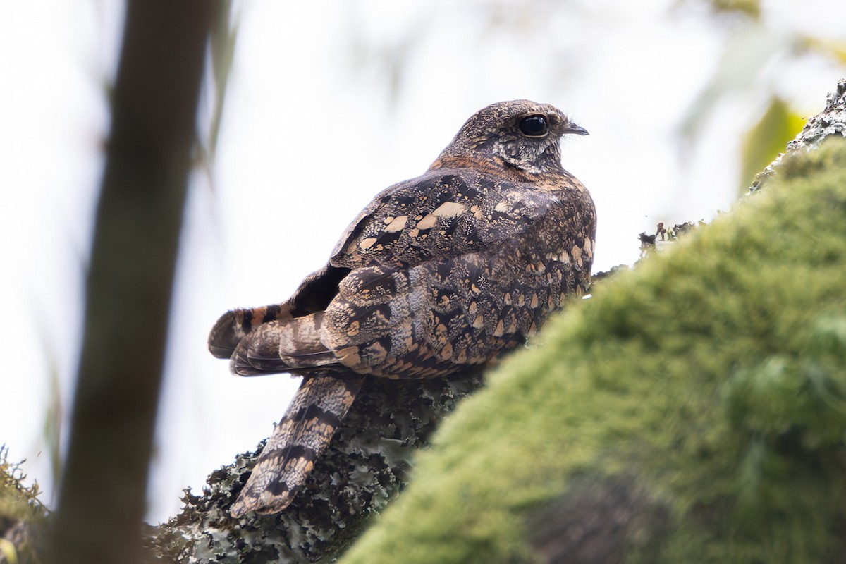 Montane Nightjar (Rwenzori) - ML622830081