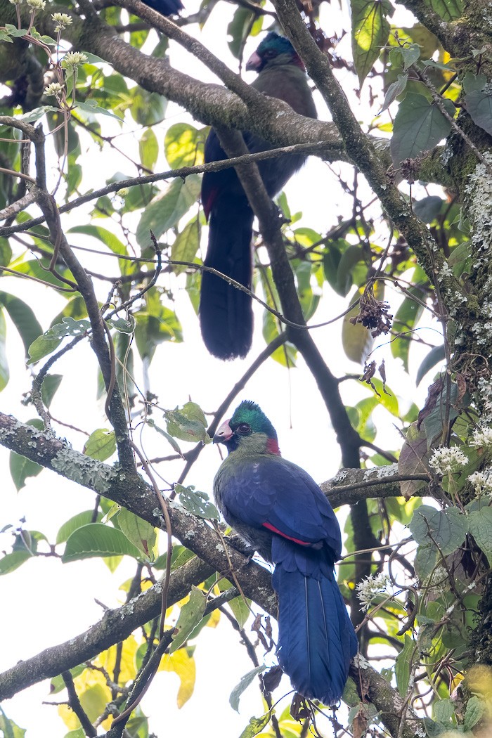 Rwenzori Turaco - Steve Popple